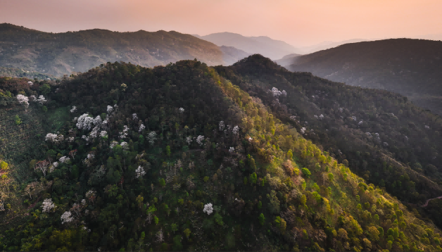 建立古樹茶園基地